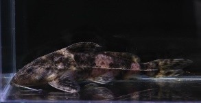Marbled catfish — 15-19